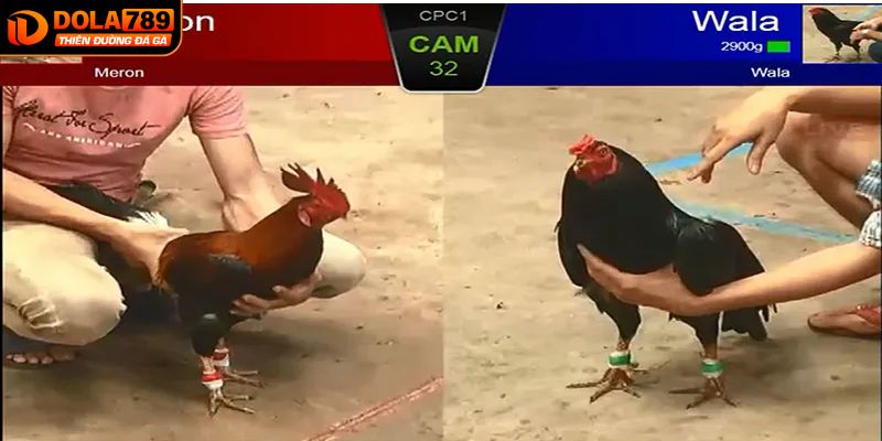 Các cửa cược trong đá gà thomo