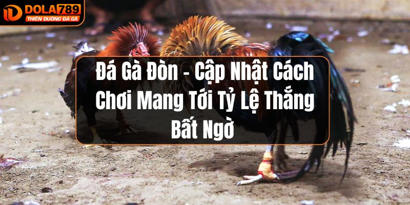 Đá gà đòn tại Dola789
