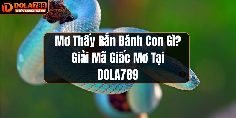 Mơ thấy rắn đánh con gì?
